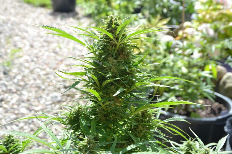cbd-dosage-canadians-guide
